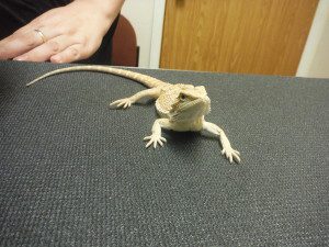 This little bearded dragon came in for a health check up just like kittens and puppies do!