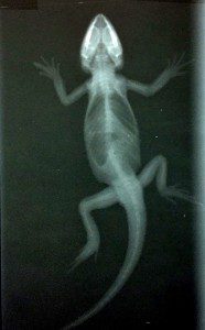 This bearded dragon suffers from calcium deficiency. With the exception of her skull and jawbones (which show up as appropriately bright white on the x-ray image), nearly her entire skeleton is lacking calcium needed for strong bones and shows up almost the same color as her muscles and organs on the x-ray image.