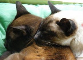 cuddling-cats.458333333