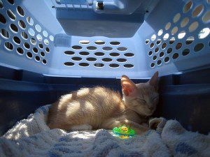 The Cat Carrier: Converting a Torture Chamber into a Clubhouse