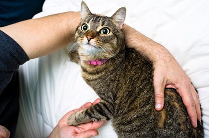 Limping = Pain: Recognizing and Treating Discomfort in Animals
