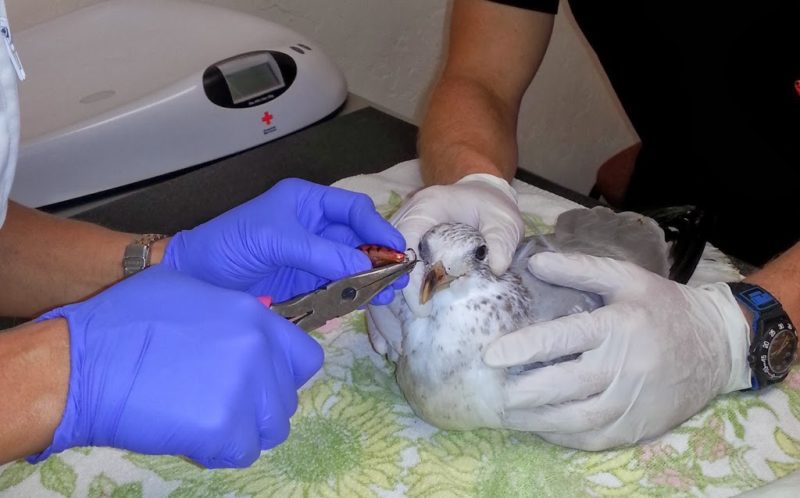 Thanks for the Memories: The Ring-billed Gull Rescue