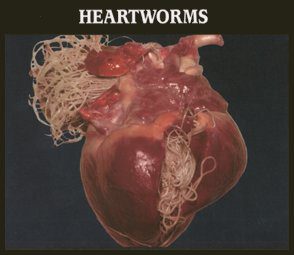 Climate Change and Heartworm?
